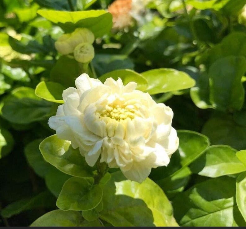 Jasmine Plant 7"-11" Grand Duke Variety (Jasminum sambac) - Fragrant Indoor/Outdoor Flowering Plant