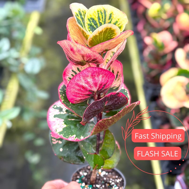 Croton Rose Live Plant 4" Pot | Colorful Croton Petra | House Plant for Beginners | Indoor Outdoor Garden Decoration