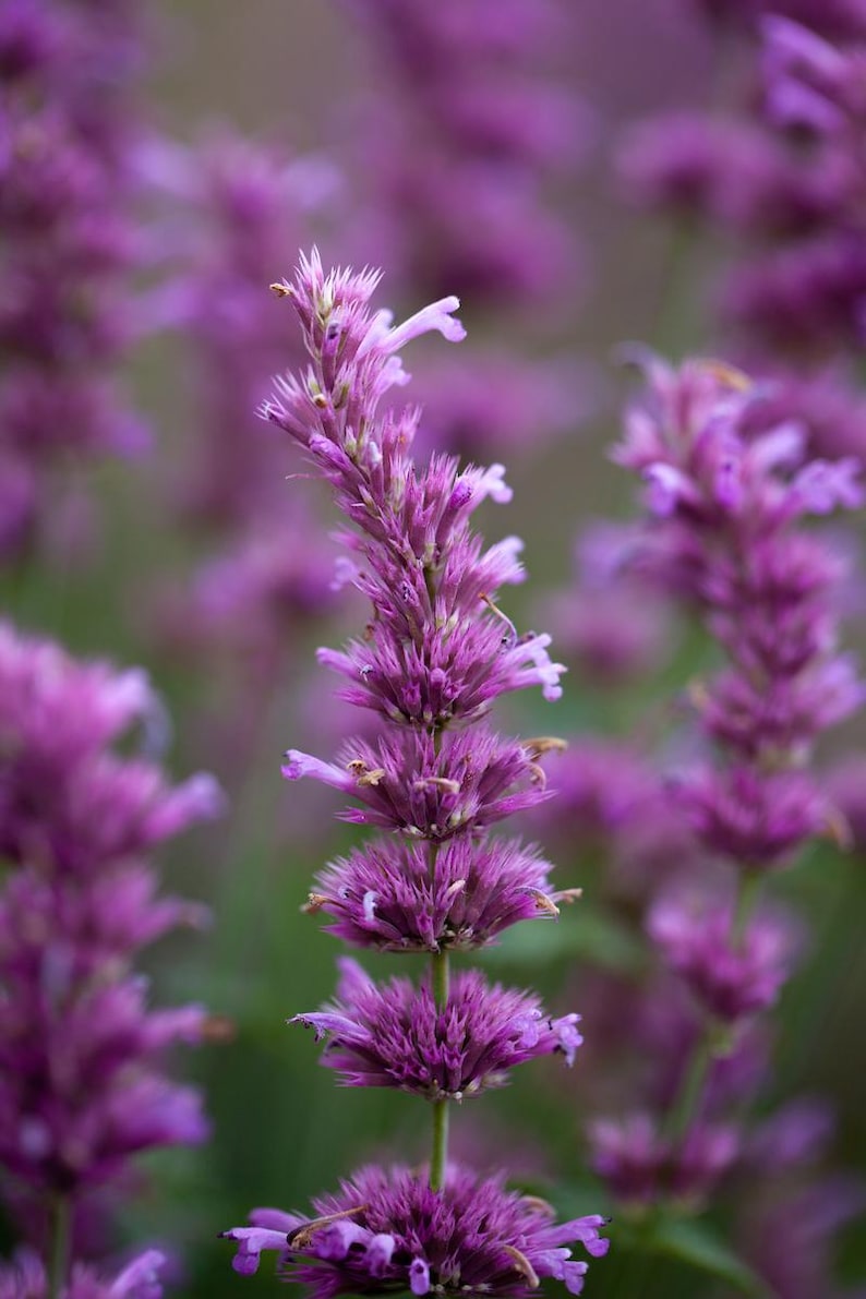 Agastache Starter Plant 2.5" - Arcado Pink Hummingbird Mint - Agastache hybrida - Long Blooming Perennial for Bees & Butterflies