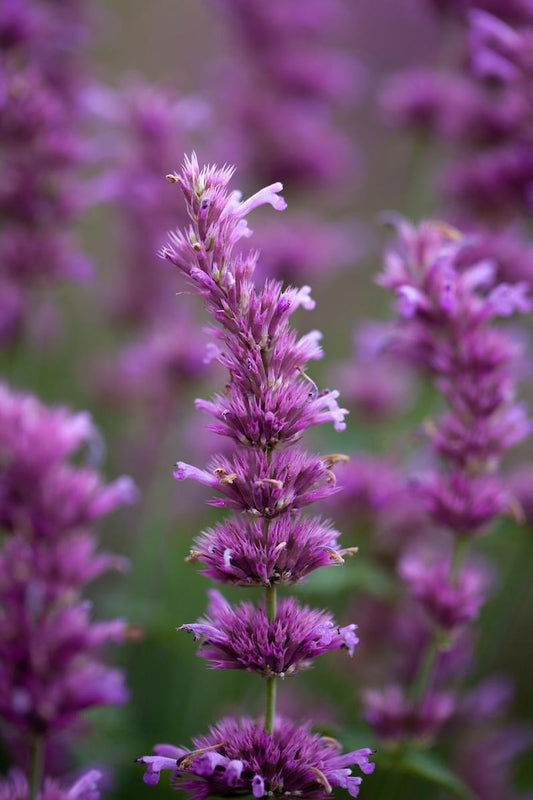 Agastache Starter Plant 2.5" - Arcado Pink Hummingbird Mint - Agastache hybrida - Long Blooming Perennial for Bees & Butterflies