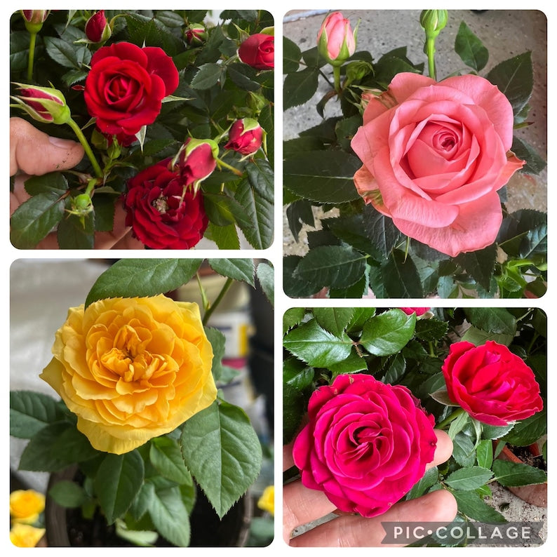 Mini Rose Plants Set of 4 - Red, Pink, Yellow, Deep Pink - Rosa spp. 5"-8" Height - Perfect for Indoor or Outdoor Gardens
