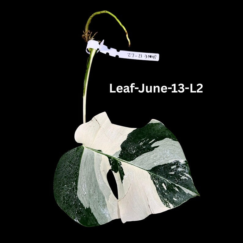 Variegated Monstera Albo Cutting - White Monstera Borsigiana Albo - Rare Houseplant - Monstera deliciosa - US Seller