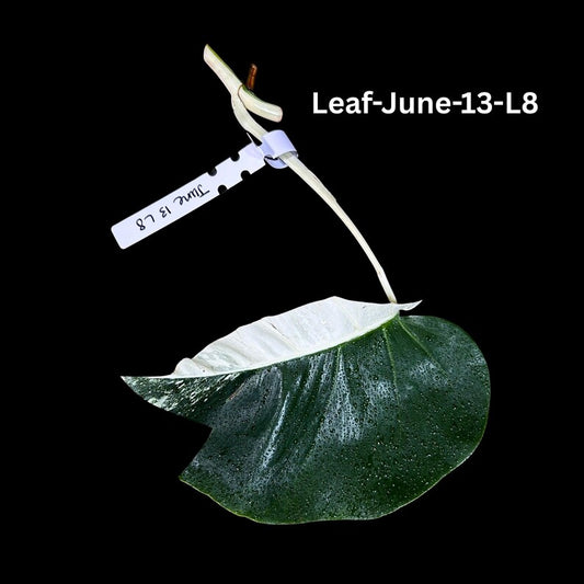 Variegated Monstera Albo Cutting - Rare White Monstera Borsigiana Albo - Unique Indoor Plant - Monstera deliciosa
