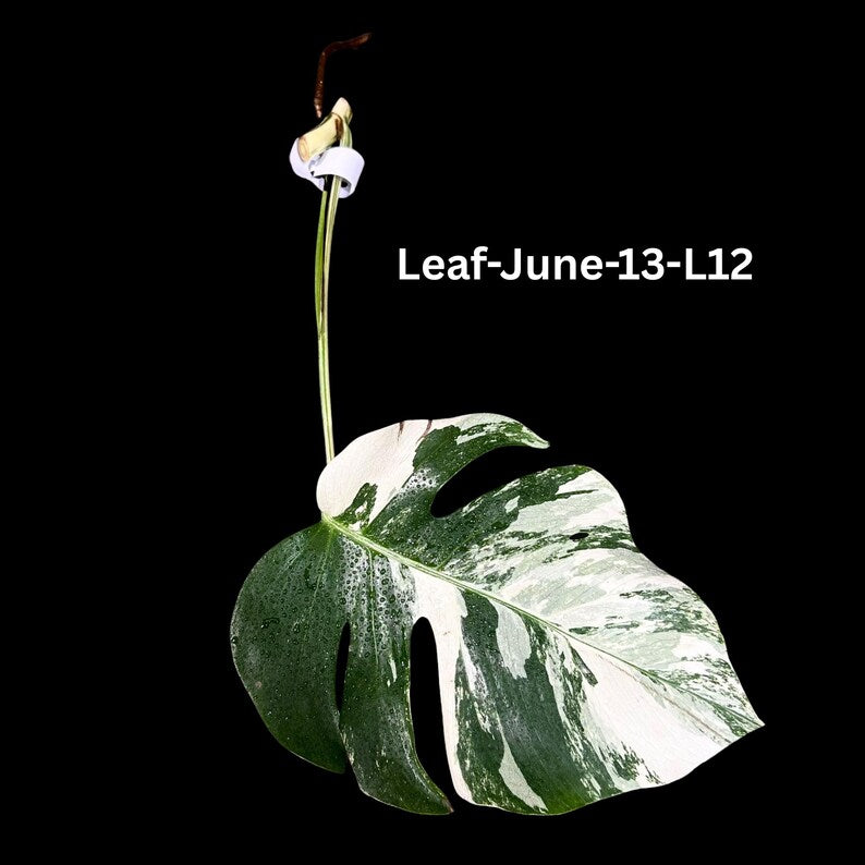 Variegated Monstera Albo Cutting - White Monstera Borsigiana Albo - Rare Indoor Plant - US Seller - Same Cutting as Pictures