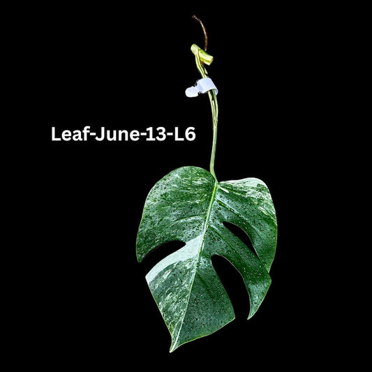 Variegated Monstera Albo Cutting - White Monstera Borsigiana Albo - Rare Indoor Plant - Unique Leaf Patterns - US Seller