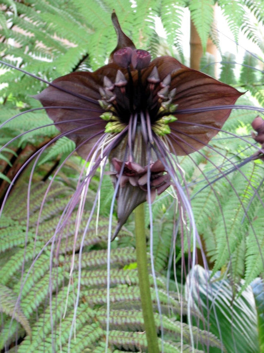 Black Bat Flower Live Plant - Tacca chantrieri - Rare Indoor Shade Bloom - 4 Inch Pot - Unique Collector's Item