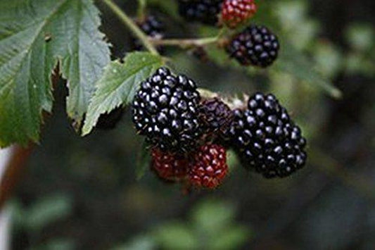 Brazo Blackberry Live Plant, 4 Inch Pot, Thorned Heirloom, Rubus Brazo, Low Chill, Large Fruit, USA Grown