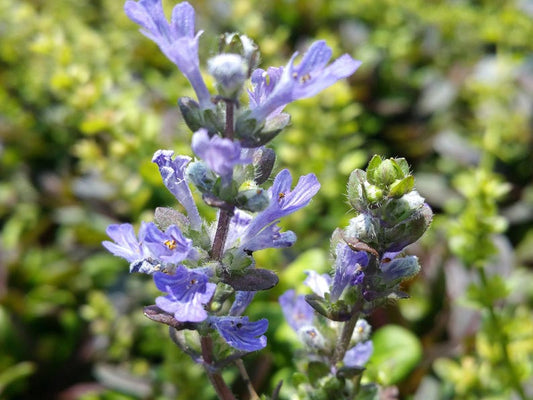 Ajuga Chocolate Chip Live Plant - Starter Size Ground Cover with Blue Flowers & Bronze Leaves - Ajuga x tenori Valfreda in 4" Pot
