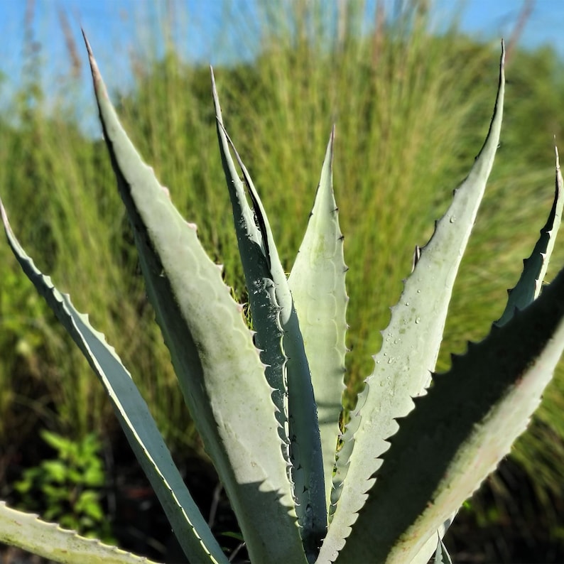 Agave Americana Century Plant - Live Starter Succulent Cactus, 4 Inch Root Zone, Drought Tolerant, Gray Blue Leaves