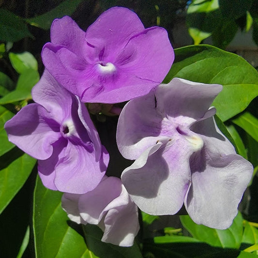 **Live Yesterday Today Tomorrow Plant - Starter Size, Purple White Lavender Blooms - Brunsfelsia pauciflora, Well-Rooted**