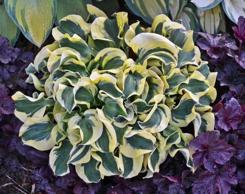 Miniature Hosta Starter Plant - Mini Skirt - Pale Lavender Blooms - Hosta 'Mini Skirt' - Ideal for Shade Gardens and Borders