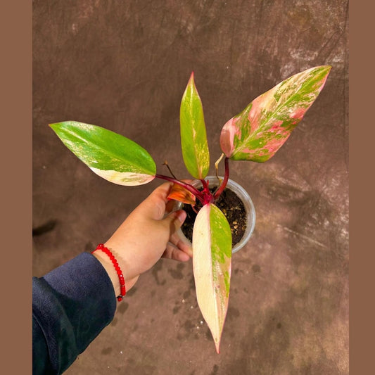 Variegated Philodendron Strawberry Shake Plant - Rare Collector Variety - Live Houseplant - Philodendron Straberry Shake