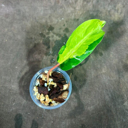 Variegated Philodendron Thai Sunrise Plant in Nursery Pot - Rare Tropical Houseplant - Philodendron Bipennifolium