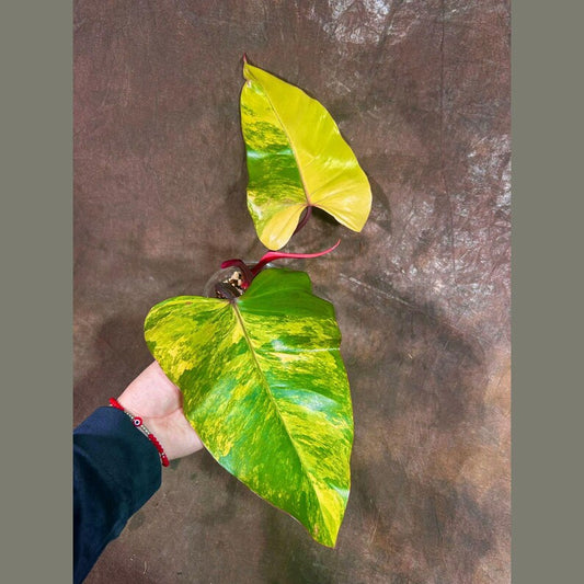 Variegated Philodendron Strawberry Shake Plant - Rare Collectible Houseplant - Philodendron erubescens