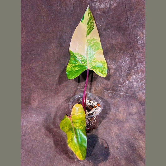 Variegated Philodendron Strawberry Shake Plant - Rare Collector's Houseplant - Philodendron erubescens