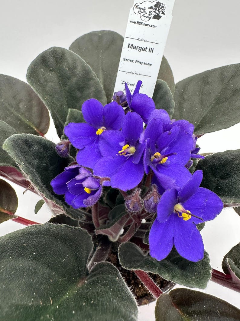 Live African Violet 4" Margit III - Rhapsodie Series, Flowering Houseplant (Saintpaulia) with Vibrant Blooms