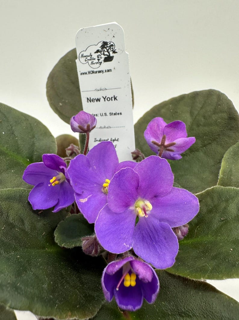 Live African Violet 4" Plant - New York Series - Vibrant Blooming Houseplant (Saintpaulia) - Indoor Flowering Plant
