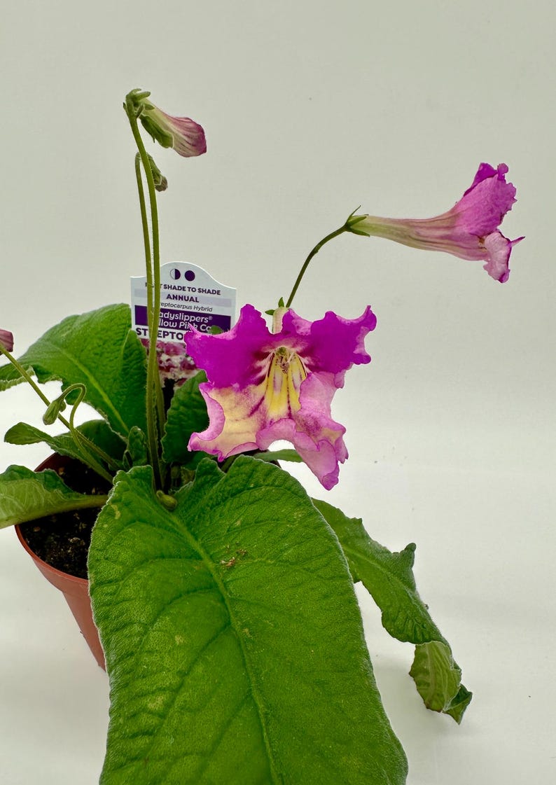 Streptocarpus Live Plant 4" Pot - Yellow Pink Cap Cape Primrose - Blooming Cape Primrose - Gesneriad Houseplant
