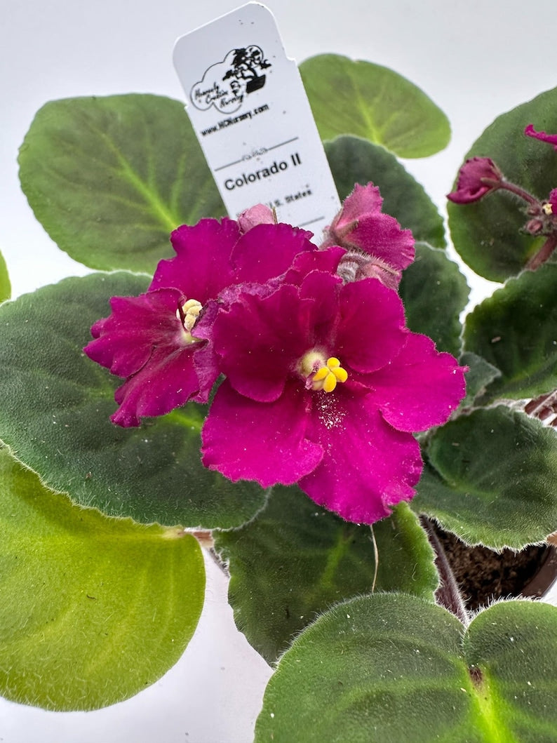Live African Violet Plant 4" - Colorado II - Vibrant Blooms - Saintpaulia - Indoor Houseplant for Year-Round Color