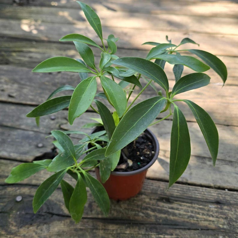 Dwarf Umbrella Tree 6-7 in Miniature Schefflera arboricola Tropical Houseplant