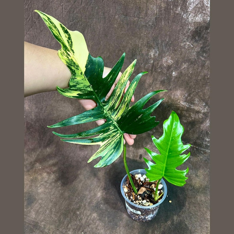 Philodendron Florida Beauty x Tortum Rare Plant - Cream & White Variegation - Exact Plant for Collectors - Aroid Hybrid
