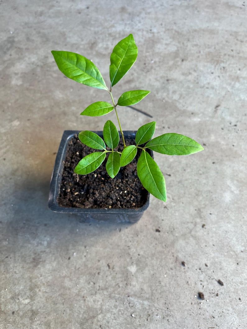 Longan Live Fruit Plant Seedling in 4” Pot - Dimocarpus longan - Tropical Fruit Tree for Home Garden, Indoor/Outdoor Plant