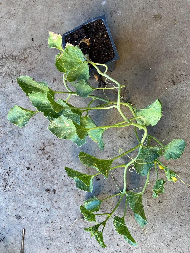 Kajari Melon Live Plant 4” Pot - Organic Climbing Vine (Cucumis melo) - Easy to Grow Melon Fruit