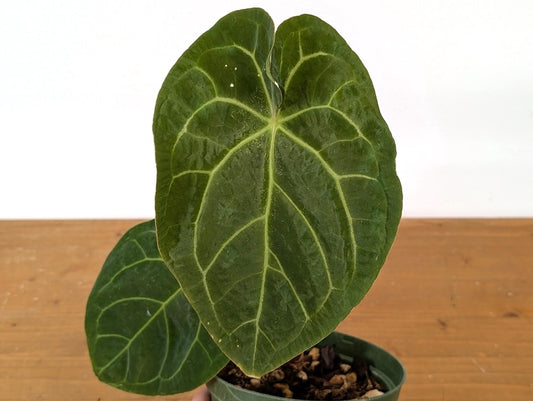 Anthurium Crystallinum x Besseae 'Crystal Sky' - 6" Pot - Tropical Houseplant - Ideal for High Humidity Environments