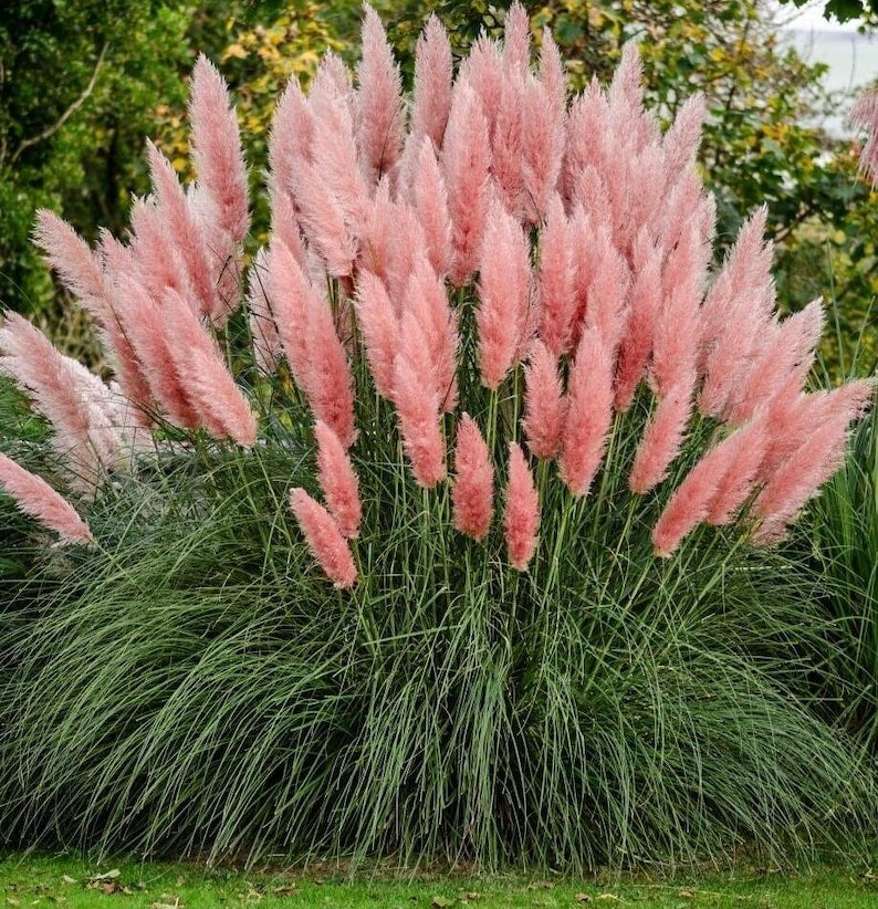 Pink Pampas Grass Plant - Rosea Variety - Cortaderia selloana 'Rosea' - Fast Growing, Drought Tolerant Ornamental Grass