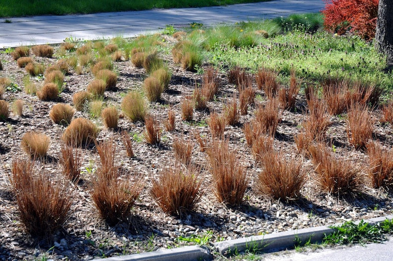 Red Rooster Grass Plant - Ornamental Leathery Sedge, Coppery-Red Foliage, Carex buchananii 'Red Rooster' - Low Maintenance Perennial