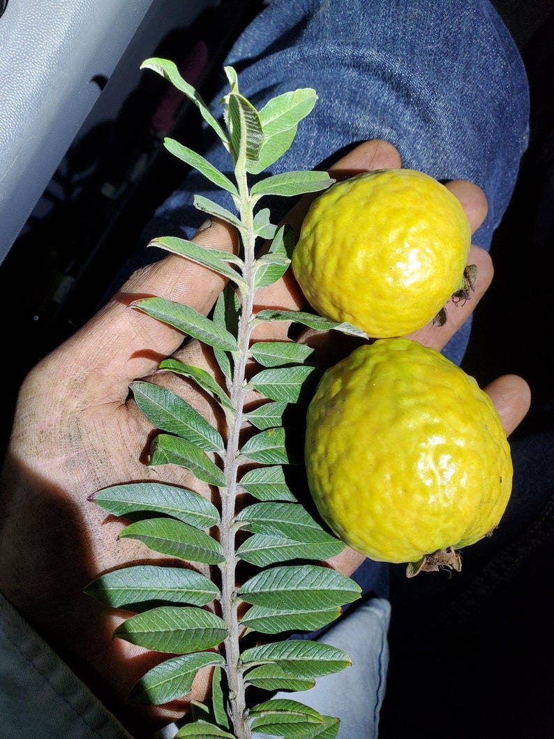 Dwarf Guava Live Plant - 4-6" Nano Leaf Guava - Rare Psidium Guajava - Compact, Fast-Growing Micro Leaf Guava for Small Spaces
