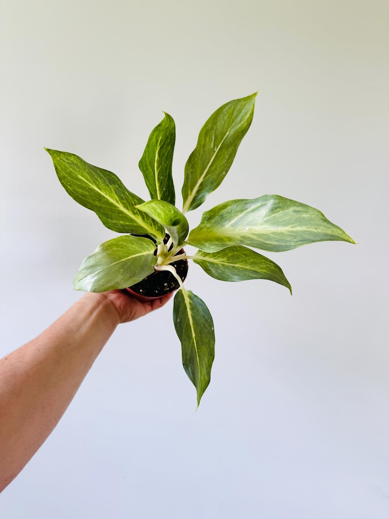 aglaonema seeds Aglaonema Ghost Plant - 4” Variegated Chinese Evergreen - Tropical Houseplant - Live Plant