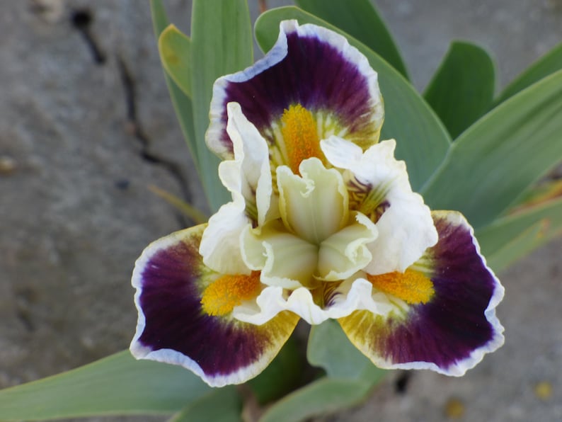 Bearded Iris Bulb - Bighorn - Rosy Lavender & Blue Violet - Iris germanica - Fall Preorder 2025 - Ships Mid-Late September