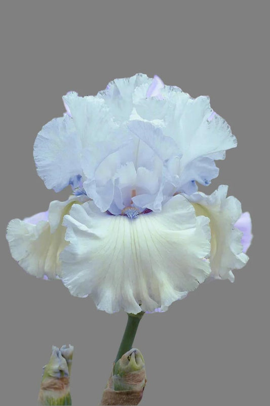 Tall Bearded Iris Rhizome - Chinook Winds - Blue and Lavender - Iris germanica - Fall Preorder, Ships Mid-Late September 2025