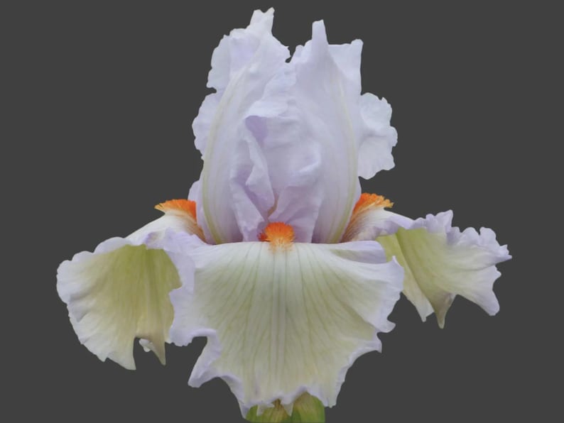Tall Bearded Iris Rhizome - Classic Cool - White & Pale Blue Blooms - Iris germanica - Preorder for Fall 2025 Shipping