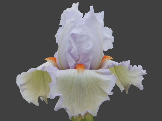 Tall Bearded Iris Rhizome - Classic Cool - White & Pale Blue Blooms - Iris germanica - Preorder for Fall 2025 Shipping