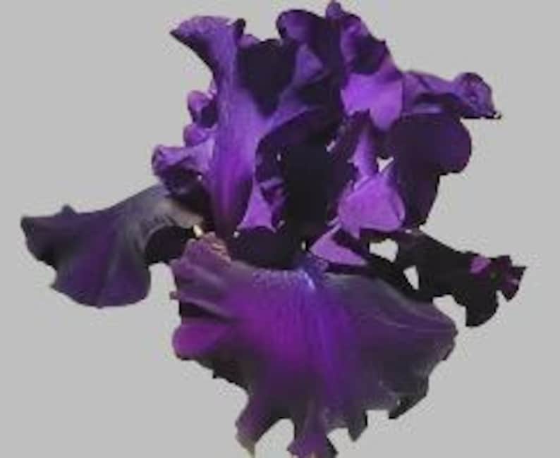 Tall Bearded Iris Rhizome - Diabolique Dark Black-Purple Flower (Iris germanica) - Fall Preorder Ships Mid-Late September 2025