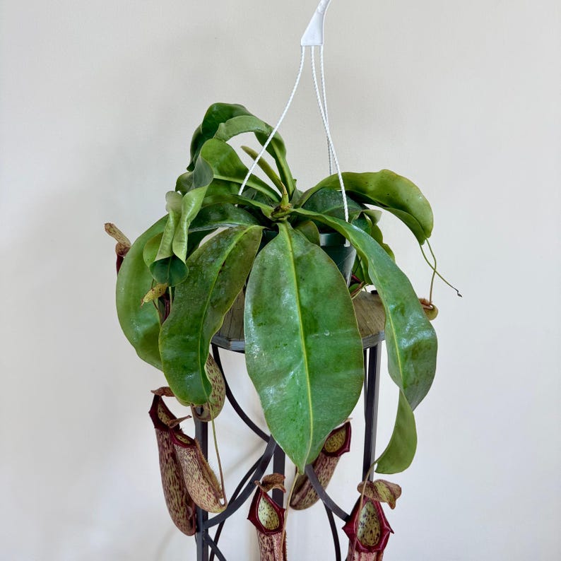 LIVE 8 Inch Hanging Basket Pitcher Plant, Rare Houseplant, Nepenthes, Unique Gift for Plant Lovers, Best Selling USA