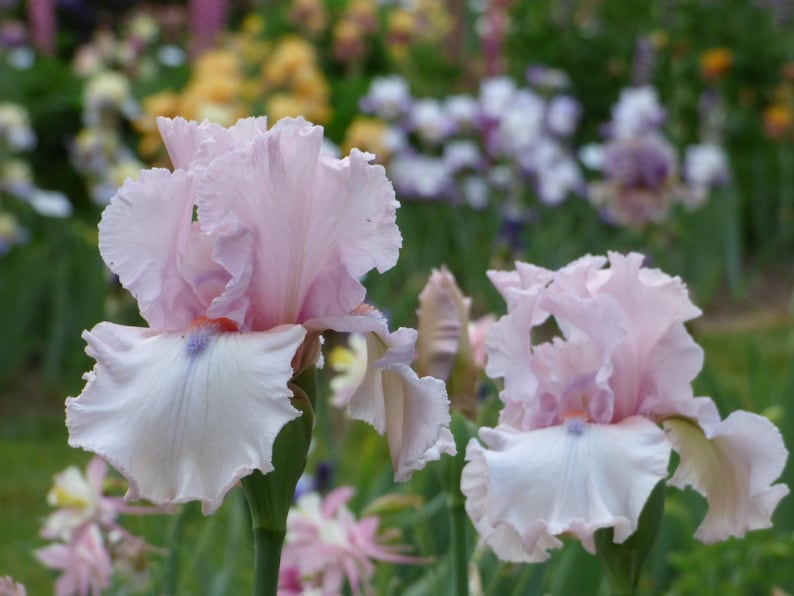 Tall Bearded Iris Rhizome - Island Blush - Peachy-Pink & Yellow - Iris germanica - Preorder for September 2025 Shipment