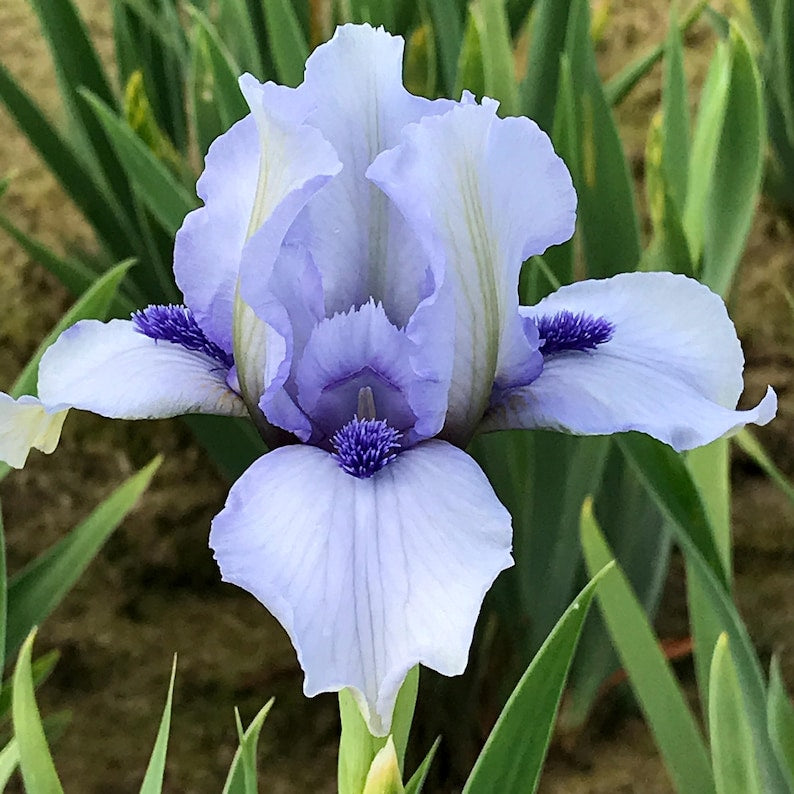 Bearded Iris Bulb - Dwarf 'Forever Blue' - Soft Blue Blooms - Iris germanica - Preorder Fall 2025 - Ships Mid-Late September