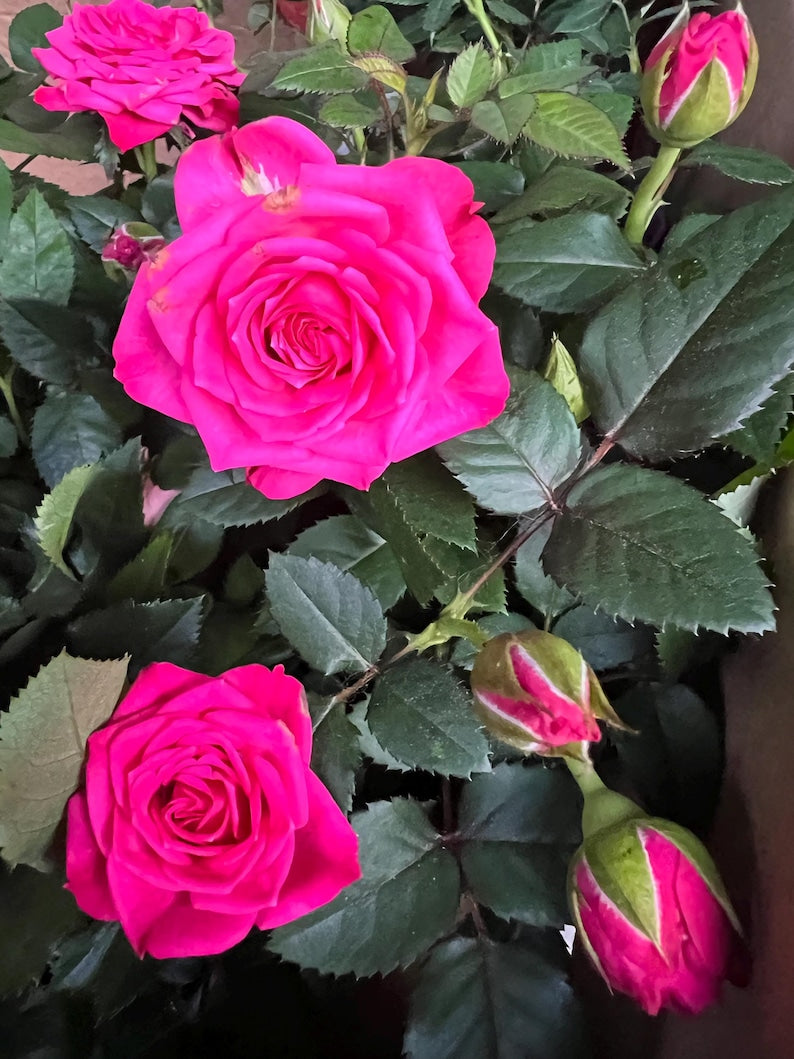 Deep Pink Rose Plant 4”-8” - Rosa spp. - Live Flowering Plant for Garden or Home Decor