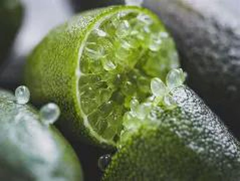 Grafted Green Finger Lime Tree 1-2ft Tall - Citrus australasica - Unique Flavorful Fruit Plant
