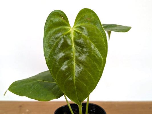 Anthurium Esmeraldense x Papillilaminum Plant - Rare Tropical Collector Specimen - Exotic Houseplant for Plant Lovers
