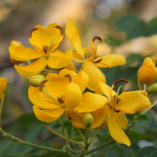 Cassia Butterfly Bush Starter Plants 2-Pack, 4-6 Inch, Senna bicapsularis, Fast-Growing, Yellow Blooms, Pollinator-Friendly