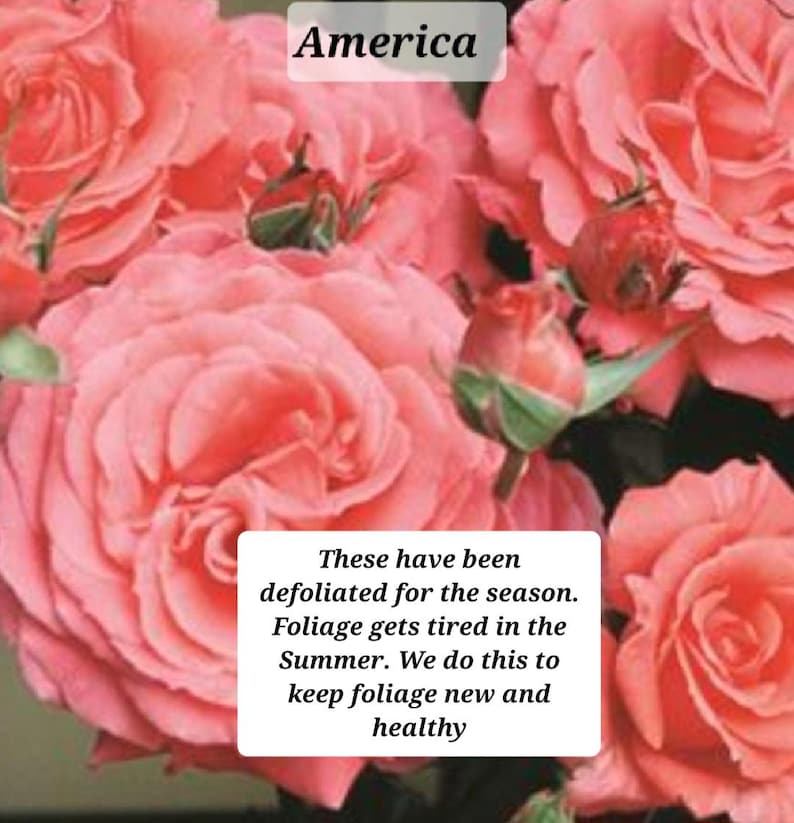 Climbing Rose Starter Plant - 3-6" Coral Pink Blooms - Rosa spp. - Fragrant Re-bloomer for Zones 6-9 - Healthy Rooted Cuttings