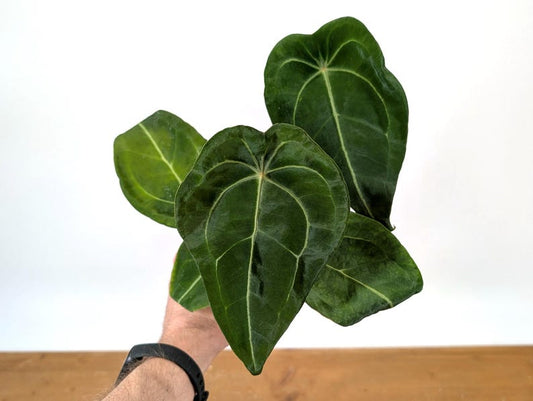 Anthurium Forgetii Plant - 4 Inch Pot - Tropical Houseplant - Anthurium andraeanum