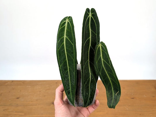 Anthurium Warocqueanum Queen Plant - Tropical Houseplant - Exotic Indoor Foliage - Anthurium waroqueanum