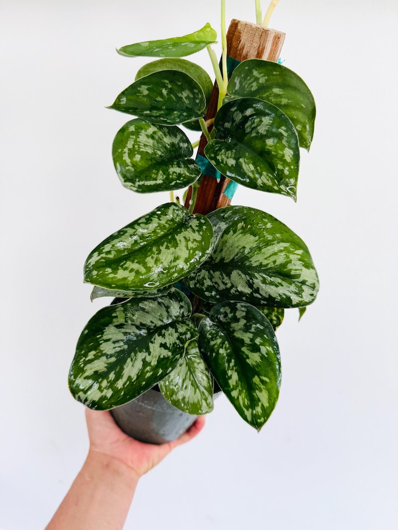 Scindapsus Silver Knight Live Plant 6” Pot - Rare Aroid with Silver Variegation - Scindapsus Pictus