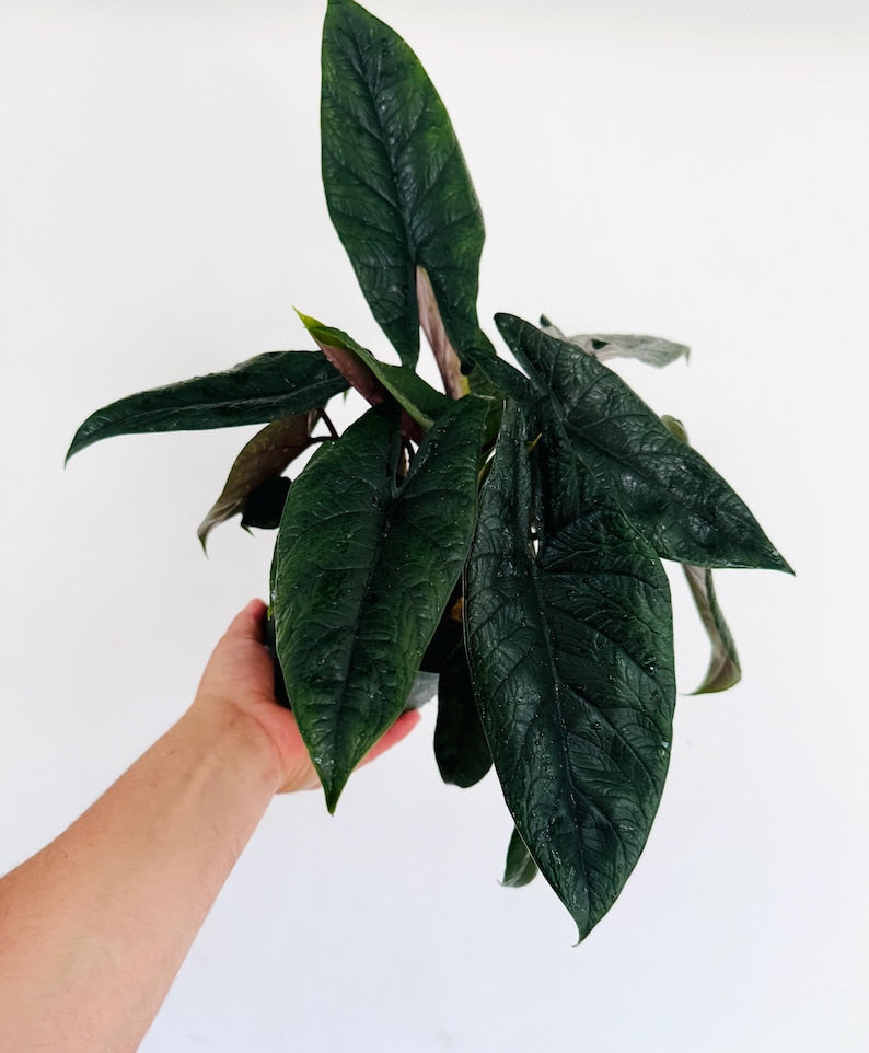 Alocasia Scalprum Plant in 6” Pot - Nearly Black Tropical Houseplant - Unique Dark Green Leaves - Live Indoor Plant