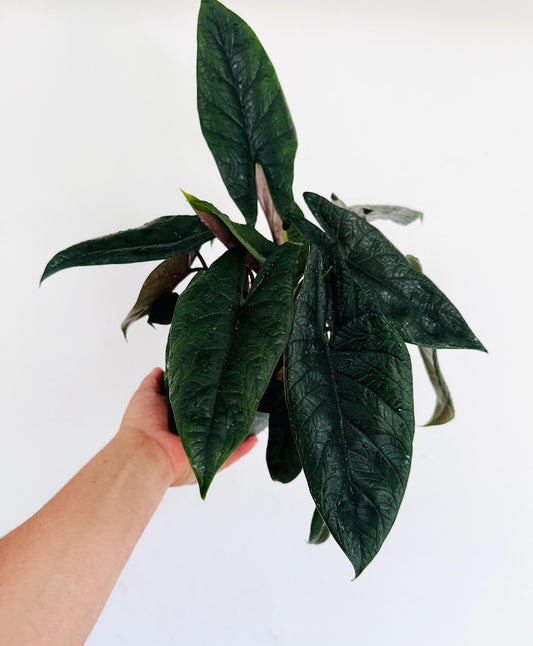Alocasia Scalprum Plant in 6” Pot - Nearly Black Tropical Houseplant - Unique Dark Green Leaves - Live Indoor Plant